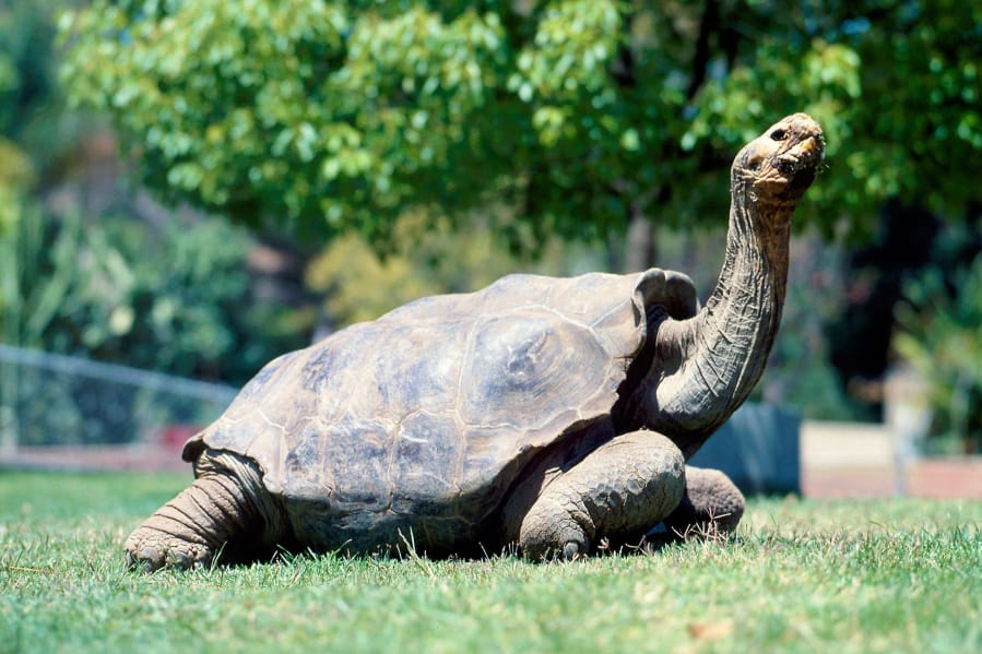 Diego, the former San Diego tortoise, strikes a pose at the San Diego Zoo, where he was on exhibit for about 40 years.