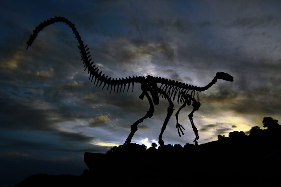 The fossilized skeleton of a dinosaur is seen in December at the headquarters of CAPPA, a Brazilian research support center for paleontology in Sao Joao do Polesine, Brazil.