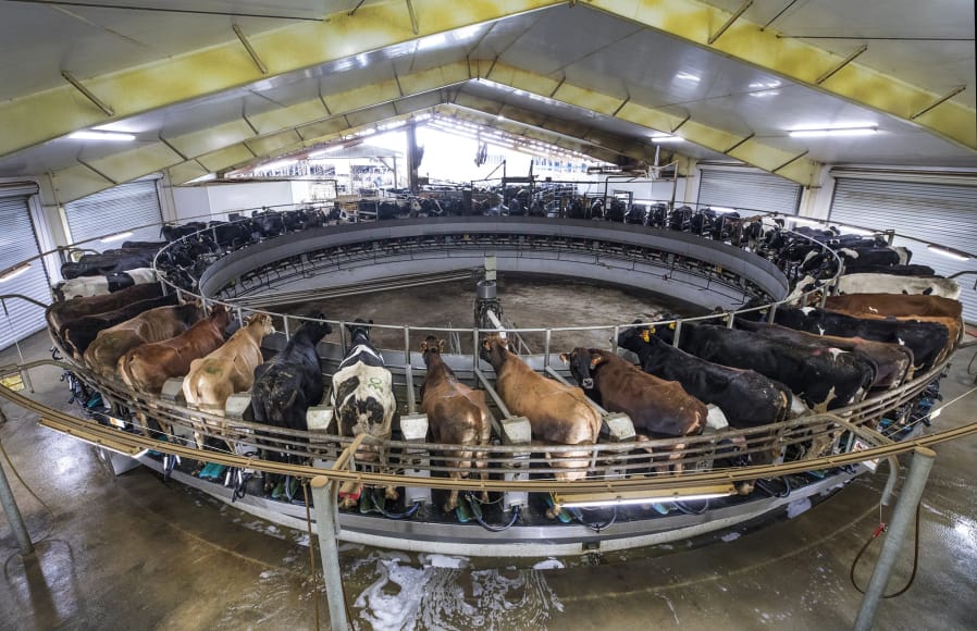 Sixty cows are milked at a time on a rotary milking parlor at Natural Milk dairy in Stanwood. The cows are continueously walking on, cleaned with a robotic arm, then milked as the mechanism rotates.