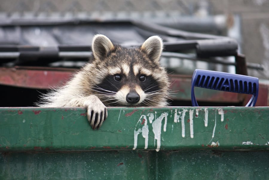 The first raccoons wandered into developed areas in the 1950s, attracted by all the free food, water and shelter we offered.