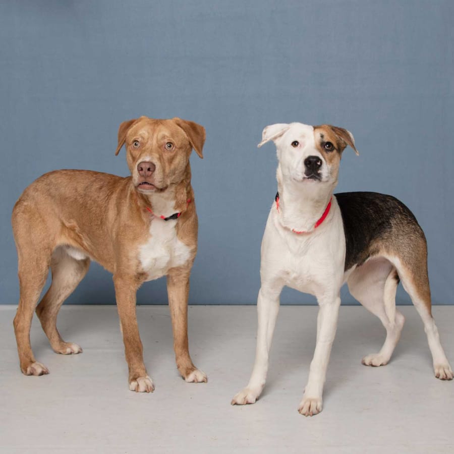 Meet Ulysses and Uma, shy siblings from Texas seeking their new family. Uma is the tricolor female, Ulysses is the red male. They are looking for a home where they can stay together and would like to meet any kids over 16 that they might live with. They need a yard with a 6-foot wood fence. These pets are among those available for adoption from noon to 6 p.m. Tuesday through Sunday at the Humane Society for Southwest Washington, 1100 N.E. 192nd Ave., Vancouver. The Humane Society is closed to the public on Mondays. Fees — which can include registered microchip, health exam, a spay or neuter certificate and vaccination — vary.