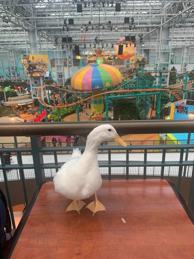 Ben Afquack at the Mall of America.