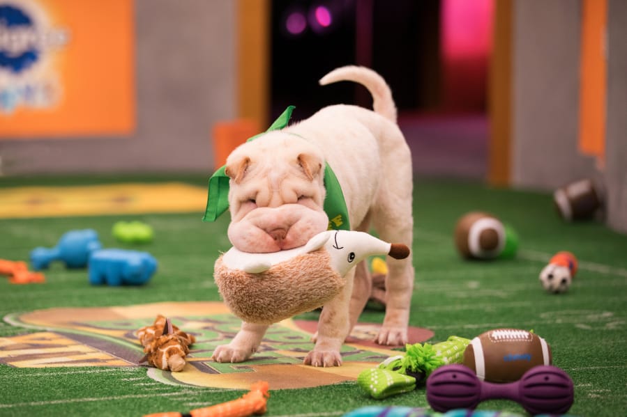 Mr. Wigglesworth takes the field for Puppy Bowl XIV.