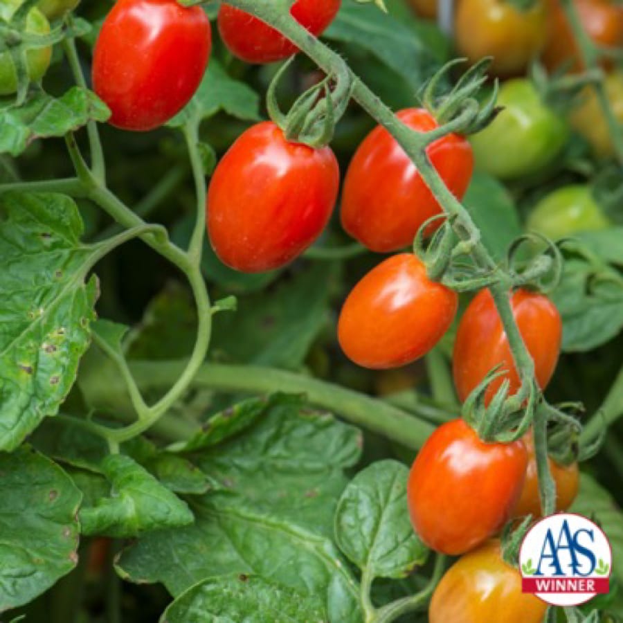 Tomato Celano is an early grape tomato with phenomenal yield.
