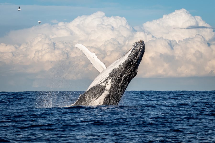 Humpback whales eat both krill and anchovies, depending on what&#039;s available. Krill tend to thrive in deeper and colder waters, and well up with the typical currents along the California coast.