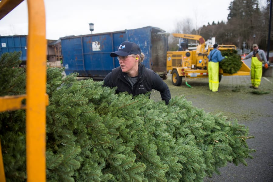 Clark Public Utilities employee Dawn Daline stuffs a Christmas tree into a wood chipper in the Chuck&#039;s Produce parking lot in Hazel Dell on Saturday. Clark Public Utilities chipped trees collected by local Boy Scout troops.