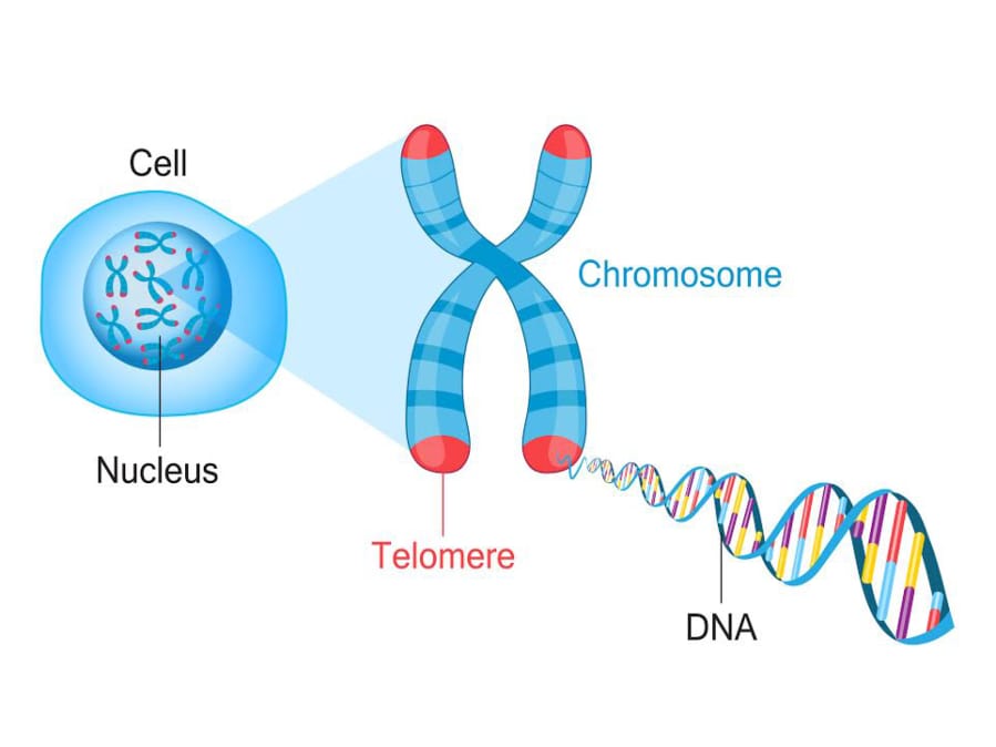 Kashi Clinical Laboratories in Portland tests telomeres, the protective end caps of DNA, to identify cellular age.