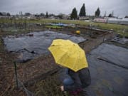 Vancouver resident Nancy Christensen weeds under soggy conditions at the 78th Street Heritage Farm in January.