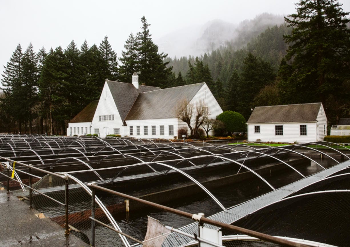 Rows of tanks where salmon are raised are seen at the Bonneville Fish Hatchery on Monday. The hatchery is one of 62 in the Columbia River system to benefit from $22 million in Mitchell Act funds.