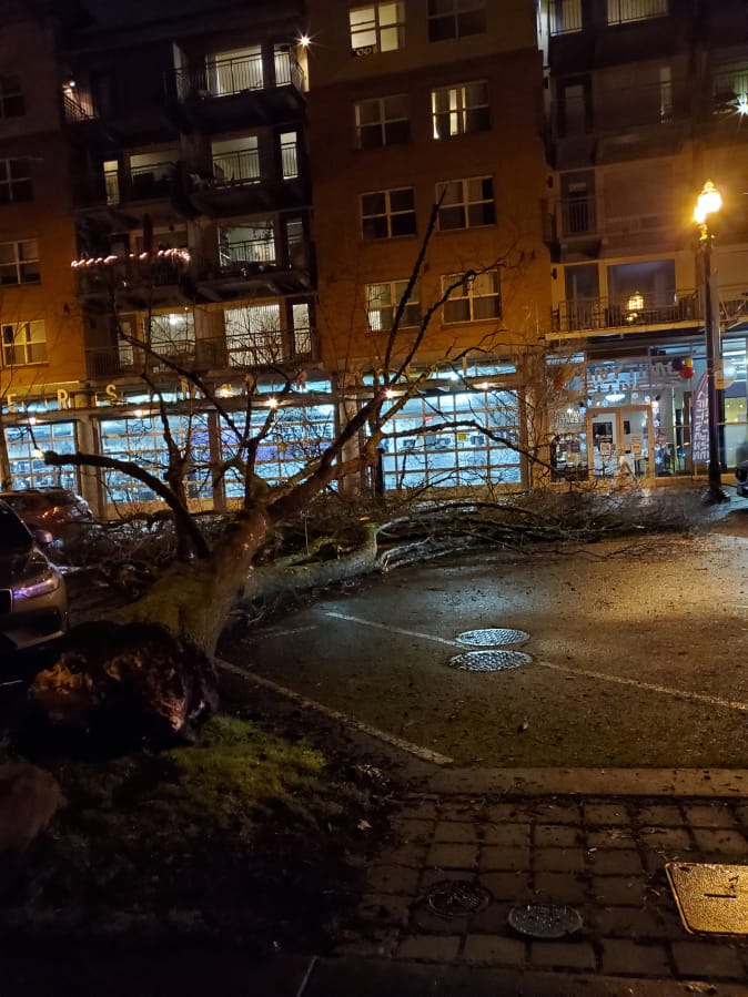 Vancouver studying why tree toppled near Esther Short Park