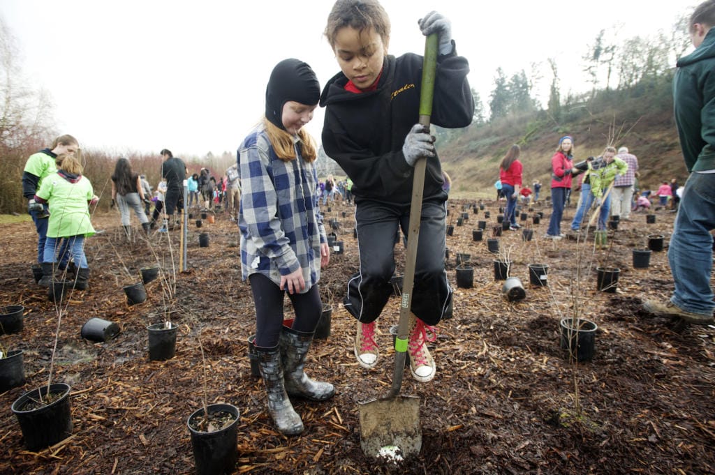 Volunteers plant trees along the Burnt Bridge Creek Greenway Trail as part of the annual MLK Day of Service in 2015.