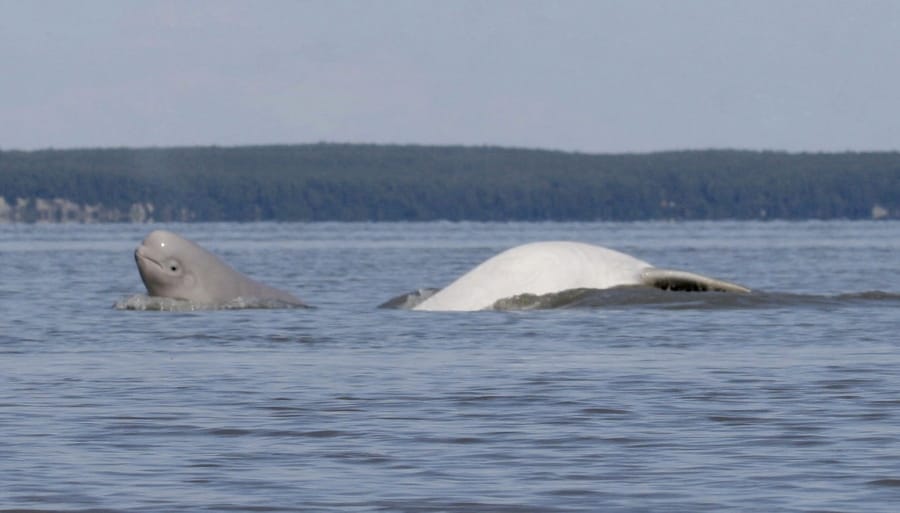 File - In this August 2009, file photo, provided by the Department of Defense, a Cook Inlet beluga whale calf, left, and an adult breach near Anchorage, Alaska. Two environmental groups gave formal notice Friday, Jan. 31, 2020, that they will sue to protect endangered Alaska beluga whales from oil and gas operations. The Center for Biological Diversity and Cook Inletkeeper gave notice they will sue the National Oceanic and Atmospheric Administration for violating the Endangered Species Act by not protecting Cook Inlet belugas. Formal 60-day noticed is required before the agency can be sued.