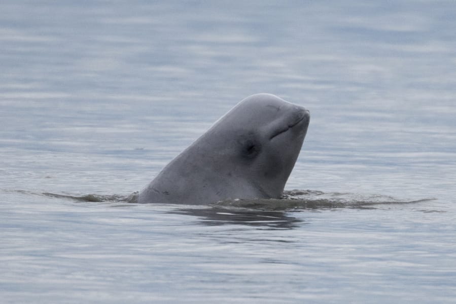 In this photo taken Aug. 25, 2017, provided by NOAA Fisheries, a newborn beluga whale calf sticks its head out of the water in upper Cook Inlet, Alaska. The population of endangered beluga whales in Alaska&#039;s Cook Inlet continues to decline, federal marine mammal authorities announced Tuesday, Jan. 28, 2020. A biennial survey conducted by the fisheries arm of the National Oceanic and Atmospheric Administration estimated the population of the white whales at 250 to 317, with a median estimate of 279.