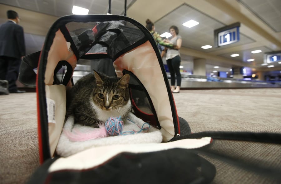 FILE - In this Sept. 20, 2017, file photo Oscar the cat sits in his carry on travel bag after arriving at Phoenix Sky Harbor International Airport in Phoenix. Airlines might soon be able to turn away cats, rabbits and all animals other than dogs that passengers try to bring with them in the cabin. The U.S. Transportation Department on Wednesday, Jan. 22, 2020, announced plans to tighten rules around service animals. The biggest change would be that only dogs could qualify. (AP Photo/Ross D.
