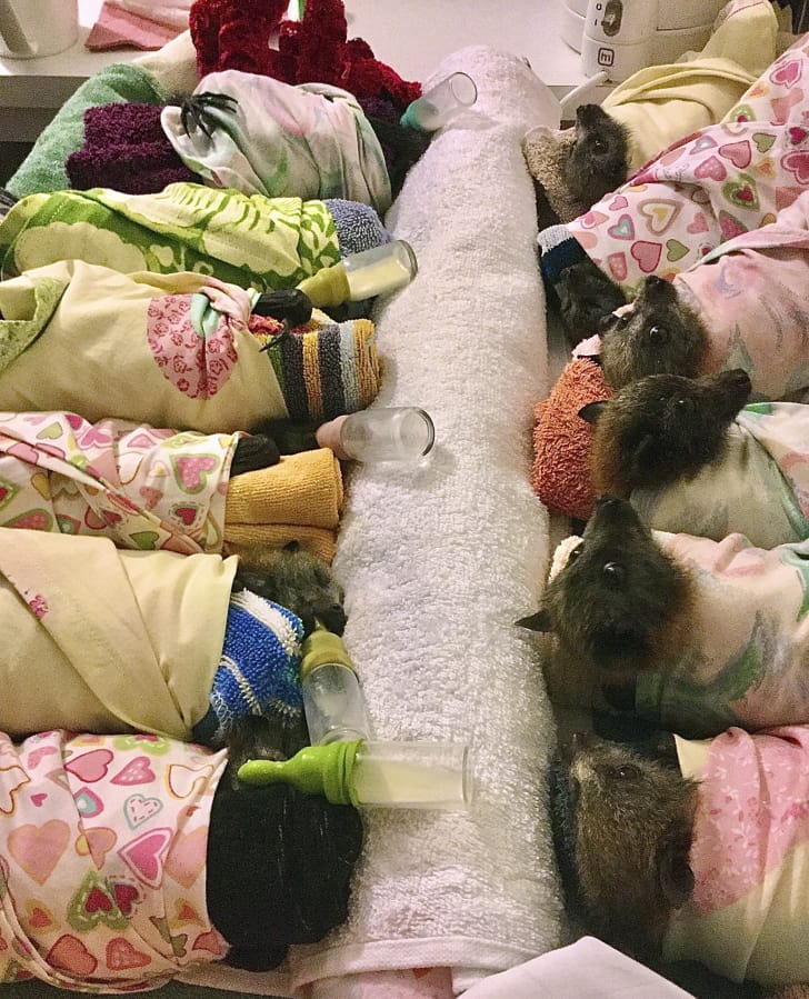 Grey-headed flying fox bats are swaddled in flannel wraps, similar to those being made by thousands of crafters worldwide, at the home of volunteer Jackie Maisey in Uralla, Australia, on Jan. 8.