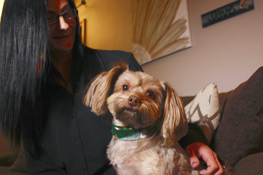 In this Nov. 5, 2019 photo, in St. Francis, Wis., Amy Carter looks at her Yorkshire terrier-Chihuahua mix Bentley, who has epilepsy. Carter, gives him CBD, which she says has reduced his seizures. The federal government has yet to establish standards for CBD that will help pet owners know whether it works and how much to give. But the lack of regulation has not stopped some from buying it, fueling a $400 million CBD market for pets that grew more than tenfold since last year and is expected to reach $1.7 billion by 2023, according to the cannabis research firm Brightfield Group.
