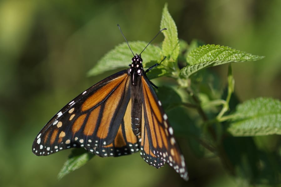 A monarch butterfly rests on a plant at Abbott&#039;s Mill Nature Center in Milford, Del., in July.