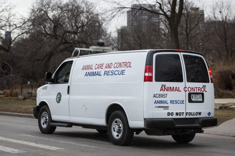 A Chicago Animal Care and Control vehicle drives along the 2400 block of North Cannon Drive  in Chicago, Thursday morning, Jan. 9, 2020, after 5-year-old boy and a man were bitten in separate attacks this week by animals that city officials suspect were coyotes.