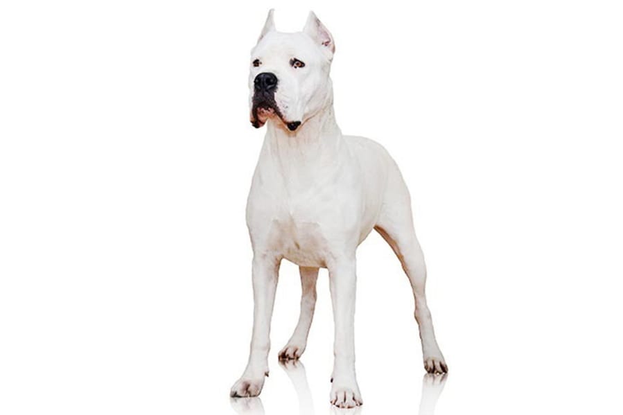 The dogo Argentino is a powerful big-game hunter that has made the American Kennel Club&#039;s list of recognized breeds. The club announced that the dog can compete in traditional, breed-judging shows.