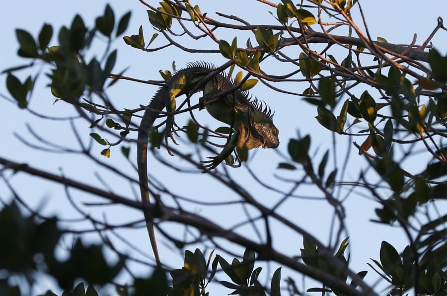 An iguana lies draped on a tree limb as it waits for the sunrise, Wednesday, Jan. 22, 2020, in Surfside, Fla. The National Weather Service Miami posted Tuesday on its official Twitter that residents shouldn&#039;t be surprised if they see iguanas falling from trees as lows drop into the 30s and 40s. The low temperatures stun the invasive reptiles, but the iguanas won&#039;t necessarily die. That means many will wake up as temperatures rise Wednesday.