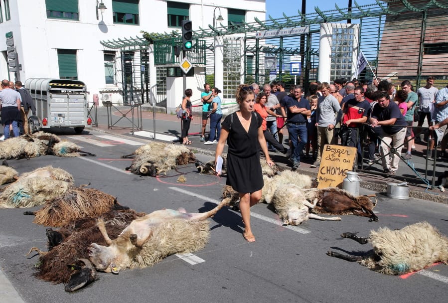 FILE - In this Sept. 2019 file photo, a woman walks among dead sheep, after farmers protesting against the rising bears attacks on sheep herds in Pyrenees mountains left the sheep in the sub-prefecture of Bayonne, southwestern France.