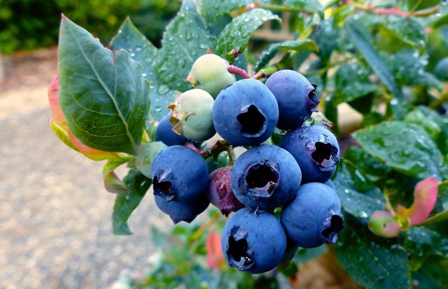 This June 15, 2015 photo shows a dwarf hybrid blueberry plant growing in a container on a residential sidewalk near Langley, Wash. Growers without a lot of living space increasingly are choosing the dwarf varieties of their favorite plants, making this one of the hottest gardening trends predicted for 2020.