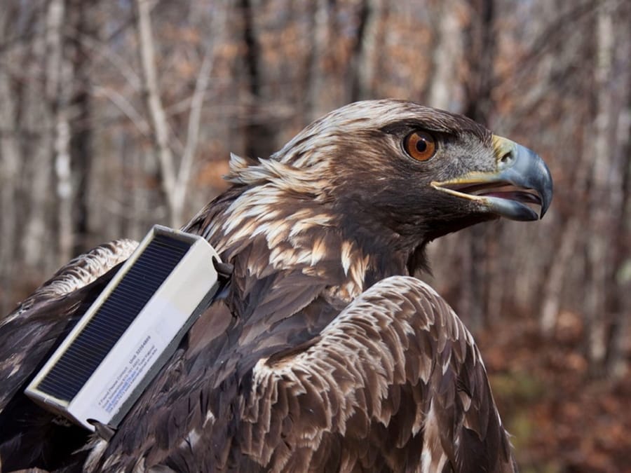 This photo provided by the Alabama Department of Conservation and Natural Resources shows a golden eagle dubbed Hytop with a cellular data transmitter on Feb. 9, 2013, at Skyline Wildlife Management Area in Alabama. Such transmitters are one way the department keeps tabs on the golden eagles that winter in the state. Those fitted to eagles since the start of 2019 are much smaller.