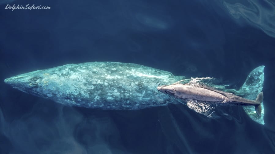 In this drone photo taken Tuesday, a baby gray whale swims with its mother off the Southern California coast near Dana Point, Calif. (grayden fanning/Capt.