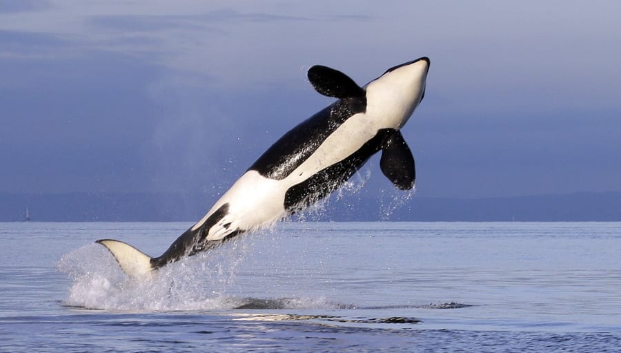 Another endangered Northwest orca missing, feared dead - The Columbian