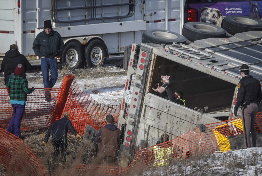 Iowa State Patrol and members of the Animal Rescue League work to move pigs from an overturned semi truck in the northbound lane of the I-80/35 Mixmaster in Des Moines, Iowa, on Thursday, Jan. 16, 2020.