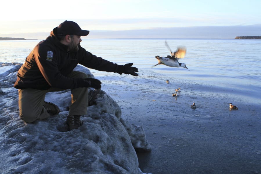 Guy Runco, director of the Bird Treatment and Learning Center, releases a common murre Jan. 5, 2016, near the Anchorage small boat harbor in Anchorage, Alaska. Hundreds of thousands of common murres, a fast-flying seabird, died from starvation four winters ago in the North Pacific, and a new research paper attempts to explain why.