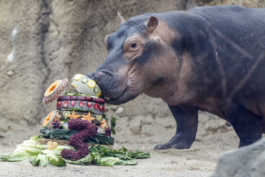 Fiona, a Nile Hippopotamus, eats her specialty birthday cake to celebrate turning three-years old this Friday, in her enclosure at the Cincinnati Zoo &amp; Botanical Garden, Thursday, Jan. 23, 2020, in Cincinnati. The Cincinnati Zoo is using the third birthday of its beloved premature hippo as a way to raise money for Australian wildlife affected by the recent bushfires. Instead of sending birthday gifts, the zoo is asking people to buy T-shirts that will directly benefit the Bushfire Emergency Wildlife Fund.