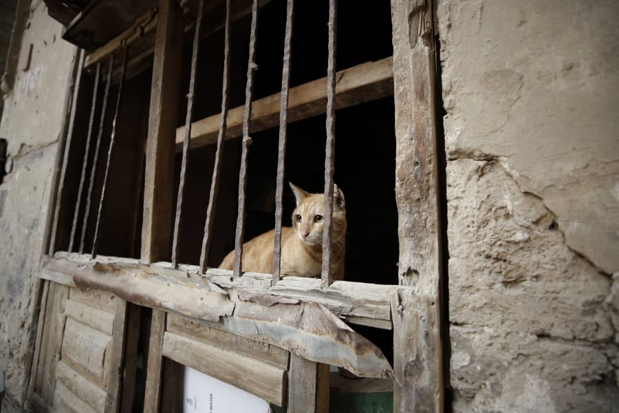 A cat stands behind a window of an old house in the historical Old City of Jiddah, Saudi Arabia, on Jan. 11.