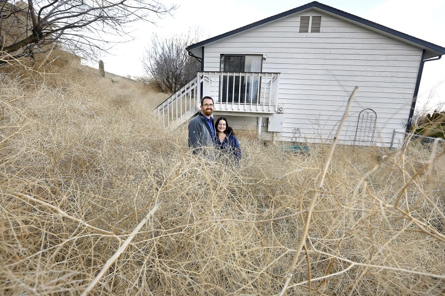 In this photo taken Jan. 6, 2020, Kennewick, Wash., couple Danielle and Tyler, who declined to give their last names say their tumbleweed mess of epic proportions is &quot;comical in a way.&quot; Thousands of tumbleweeds have covered their back and side yard during the recent gusty weather conditions. They say they don&#039;t really have a strategy in place for their removal because their regular lawn care provider is currently out of town.