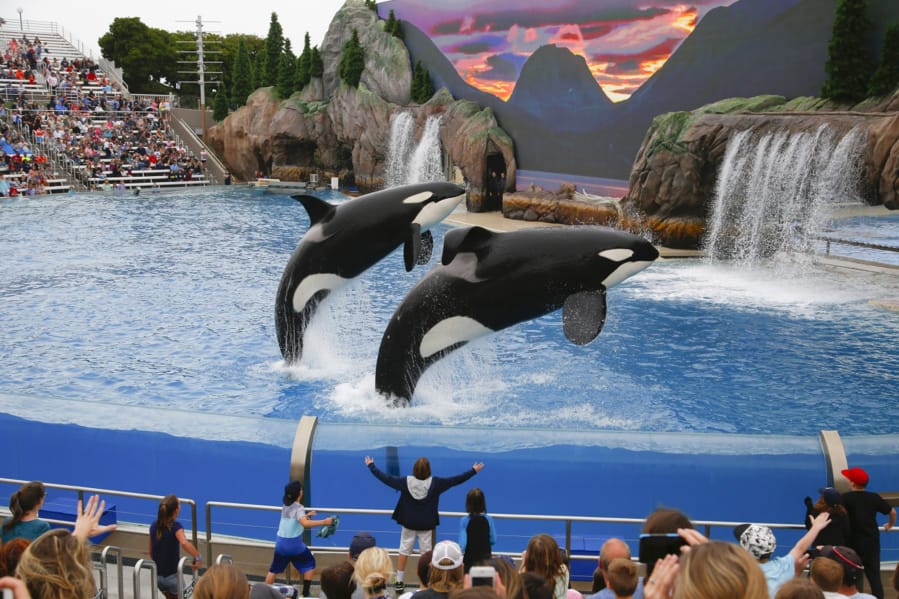 SeaWorld San Diego unveils their new Orca Encounter to the public. SeaWorld reached a settlement of $65 million to end a class-action lawsuit that began in 2014 after the documentary &quot;Blackfish.&quot; (Nelvin C.