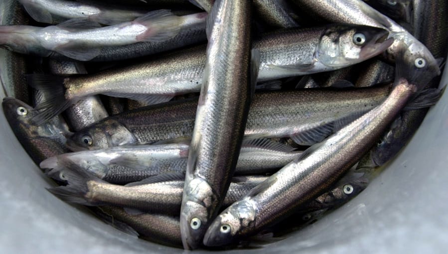 NOAA Fisheries and the WDFW will allow a limited smelt dipnet fishery this Friday, Feb. 14 on a section of the Cowlitz River. It&#039;s the first smelt fishery allowed since 2017.