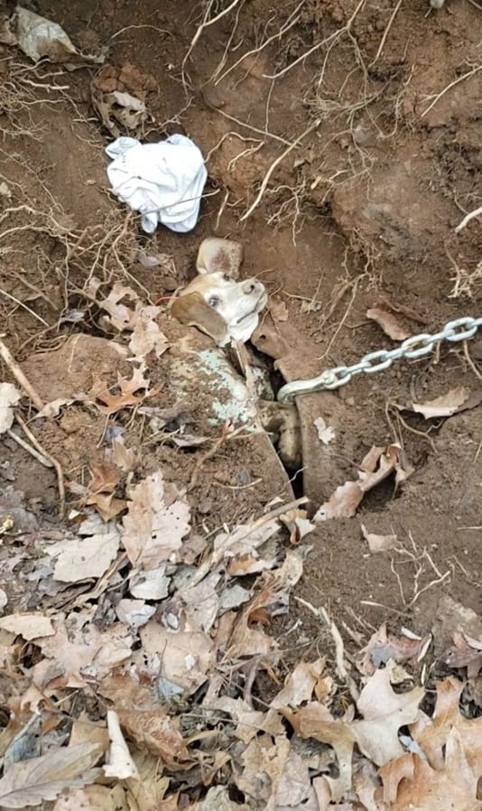 A missing dog case took a strange turn in Franklin County, Va., when the owners realized their beagle was trapped underground in a buried vehicle.