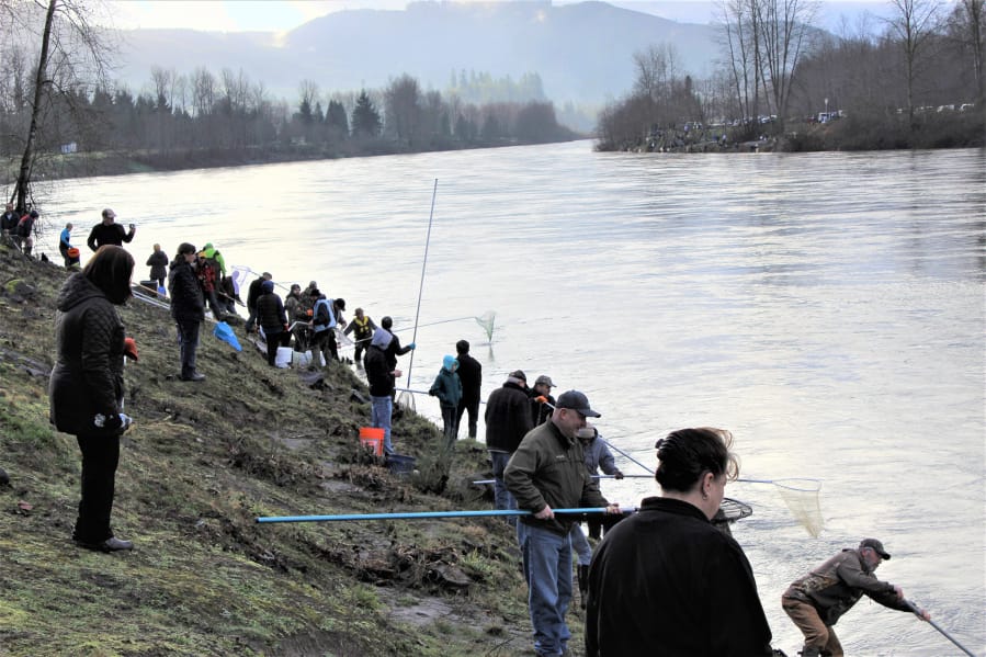 Smelt dipping is as much a social event as a fishery. Friends and family gather along the Cowlitz River bank on Friday, Feb. 14, 2020, to enjoy what can only be described as a festival atmosphere.