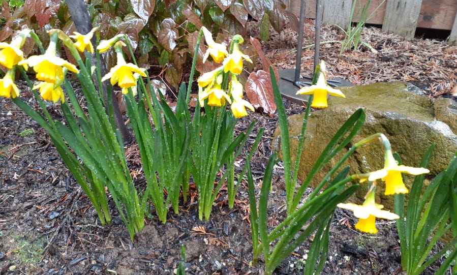 Daffodils (Allen Wilson)