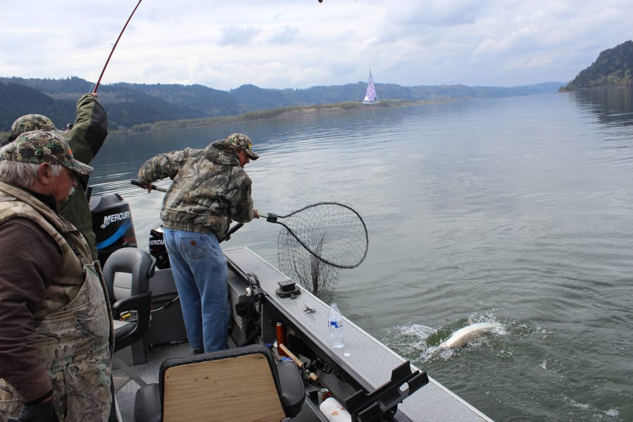 Buzz Ramsey of Yakima Bait attempts to net a spring Chinook on the Columbia River during a past season. For the second year in a row, spring Chinook seasons will be constrained by poor projected returns.