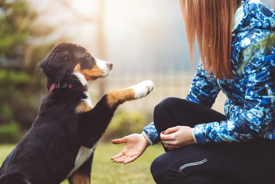 To help your pup develop into a happy, healthy, well-adjusted adult dog, The American Kennel Club offers a few ways to keep your new puppy on the right track.