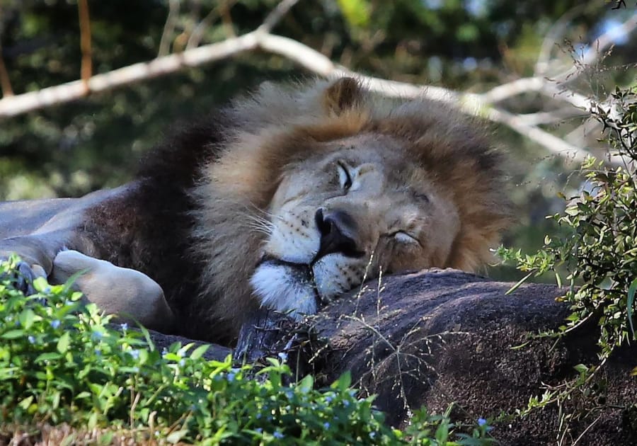 A lion sleeps under an orange tree on the savannah on the Kilimanjaro Safari at Disney&#039;s Animal Kingdom. Animal Kingdom will be home to Disney&#039;s celebrations for Earth Day 2020.