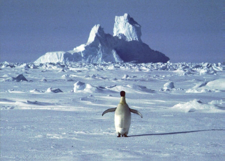 A lone penguin stands in Antarctica during the southern hemisphere&#039;s summer season. The temperature in northern Antarctica hit nearly 65 degrees Thursday at an Argentine research base.
