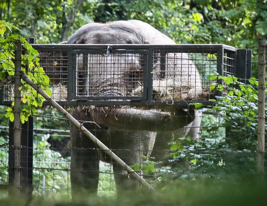 Bronx Zoo elephant &quot;Happy&quot; feeds inside the zoo&#039;s Asia habitat Oct. 2, 2018, in New York.