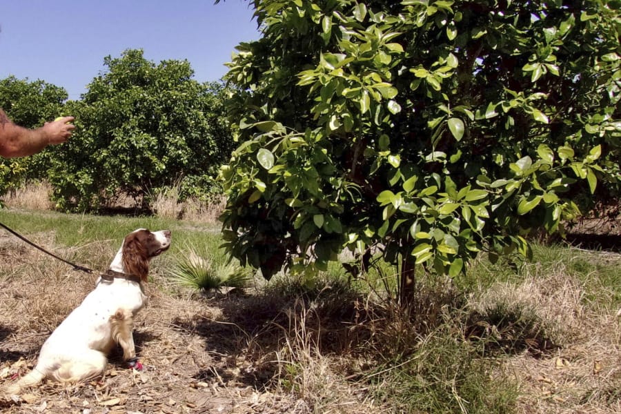 In this April 2016 photo provided by the United States Department of Agriculture, detector canine &quot;Bello&quot; works in a citrus orchard in Texas, searching for citrus greening disease, a bacteria that is spread by a tiny insect that feeds on citrus trees. (Gavin Poole/USDA via AP) (Tim R.