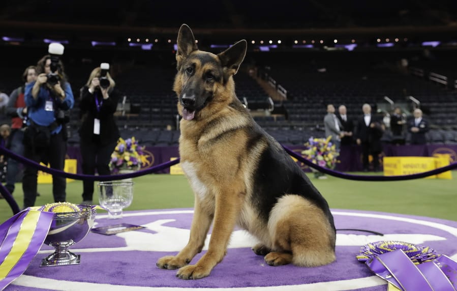 FILE - In this Feb. 15, 2017, file photo, Rumor, a German shepherd, poses for photos after winning Best in Show at the 141st Westminster Kennel Club Dog Show in New York.  Named best in show at Westminster in 2017, Rumor counts among her puppies two PTSD service dogs that live with veterans. Two more pups are training toward that goal.