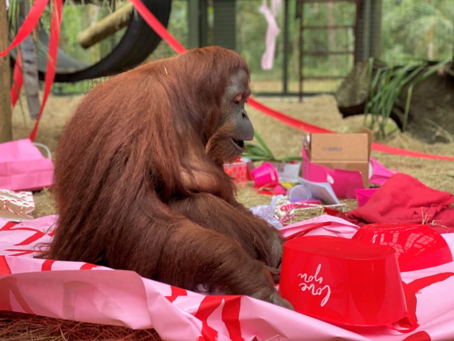 This Feb. 15 photo shows an orangutan named Sandra in Wauchula, Fla.