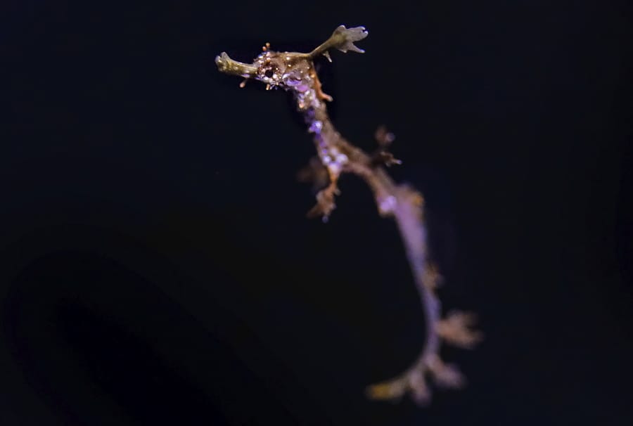 One of two new baby weedy seadragons that were born at Birch Aquarium last week in San Diego. The Southern California aquarium has successfully bred the rare weedy seadragon, the lesser known cousin of the seahorse that resembles seaweed when floating.