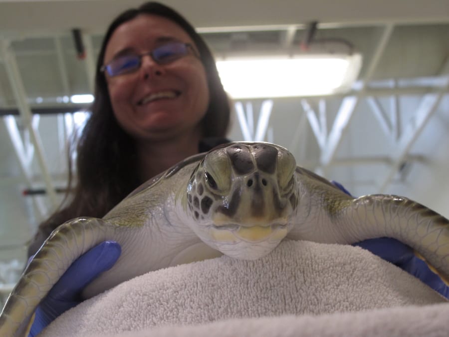 In this Feb. 27, 2020 photo, Brandi Biehl, co-director of the Sea Turtle Recovery hospital inside the Turtle Back Zoo in West Orange, N.J. examines a sea turtle. Eleven of the dozen turtles being treated there survived being &quot;cold-stunned&quot; last November when temperatures abruptly plunged, shutting down their internal organs. But the animals still suffer from pneumonia, which remains a threat to their survival.