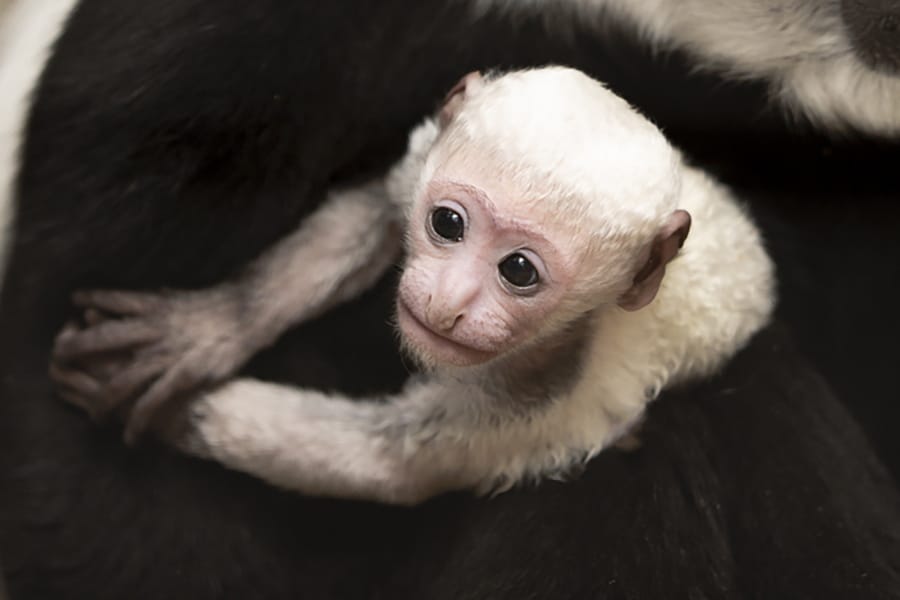 In this undated photo provided by the St. Louis Zoo on Thursday, Feb. 20, 2020, Binti, a black and white colobus monkey holds her newborn brother Teak, born Feb. 3 at the zoo. A baby colobus monkey is born with all-white hair and a pink face reaching adult coloration, with black hair and white hair around the face and part of their tails, around 6 months of age. (Ethan Riepl/St.